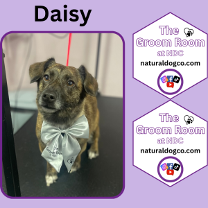 Groom Pic Daisy
