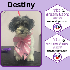 Groom Pic Destiny