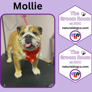 Groom Pic Mollie
