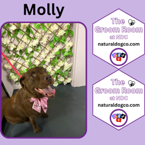 Groom Pic Molly