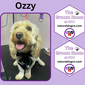 Groom Pic Ozzy