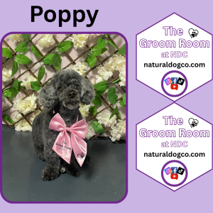 Groom Pic Poppy