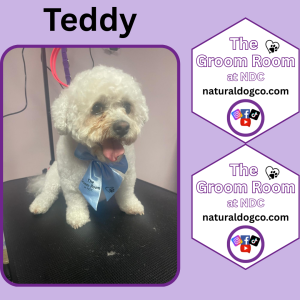 Groom Pic Teddy (1)