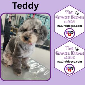 Groom Pic Teddy